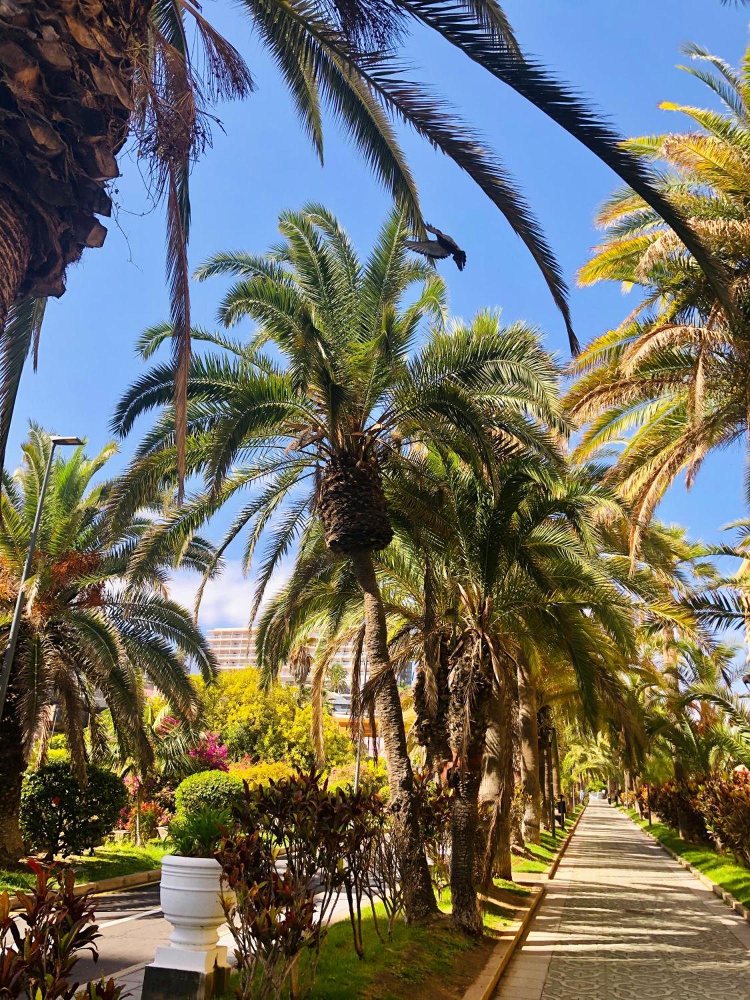 Estudio Tinerfe Puerto de la Cruz  Zewnętrze zdjęcie